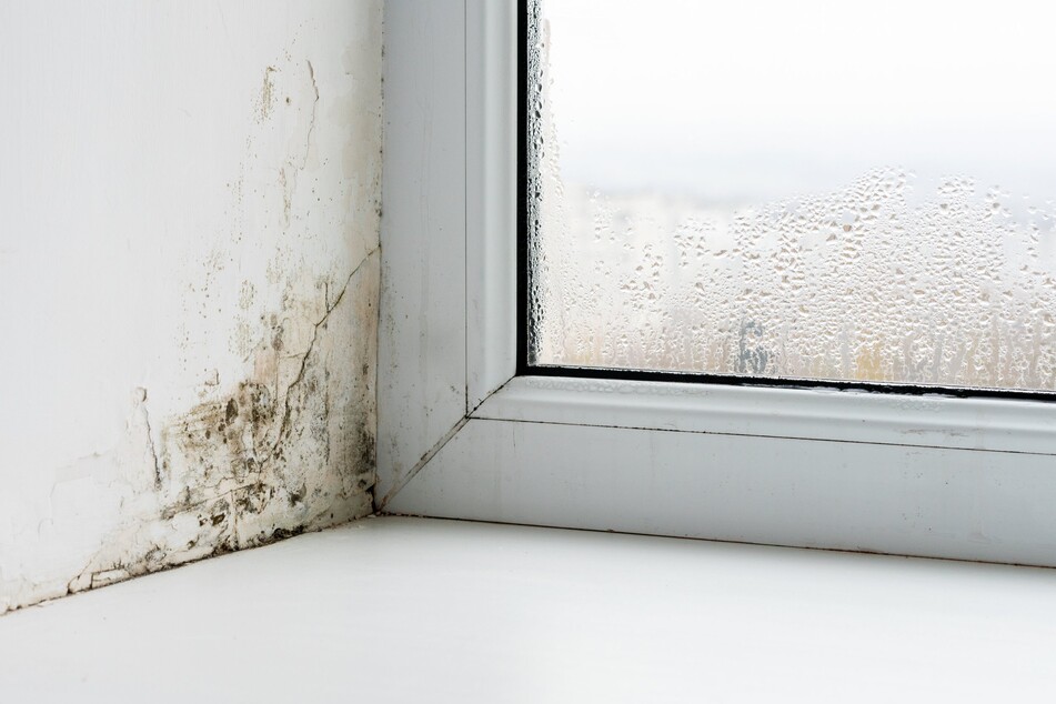 Si vous ventilez correctement, vous évitez les moisissures dans la zone des fenêtres froides, les soi-disant ponts thermiques.