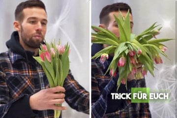 Un célèbre fleuriste révèle : Vos tulipes seront de nouveau belles !